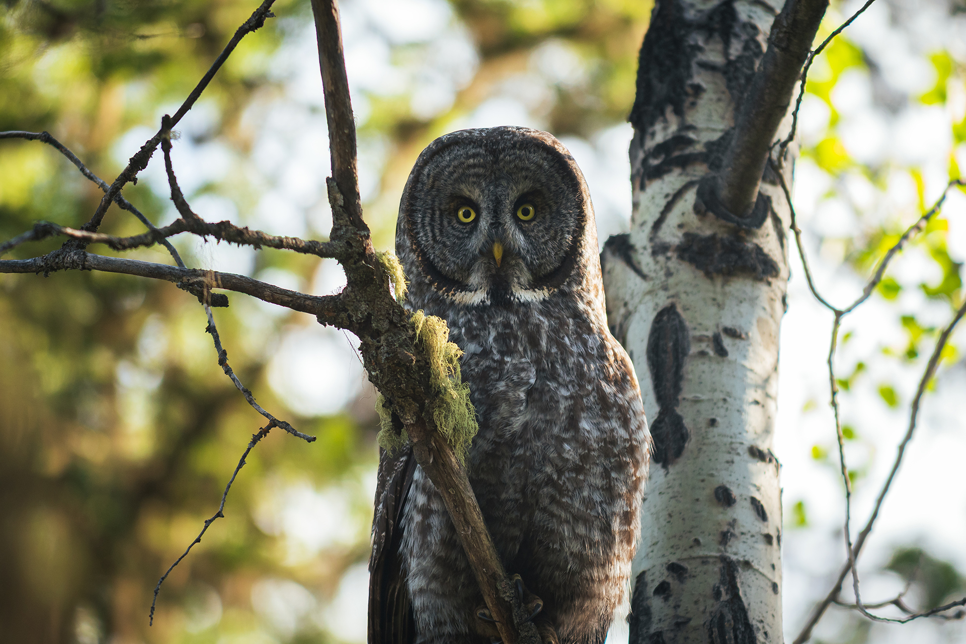 Great Grey Owl