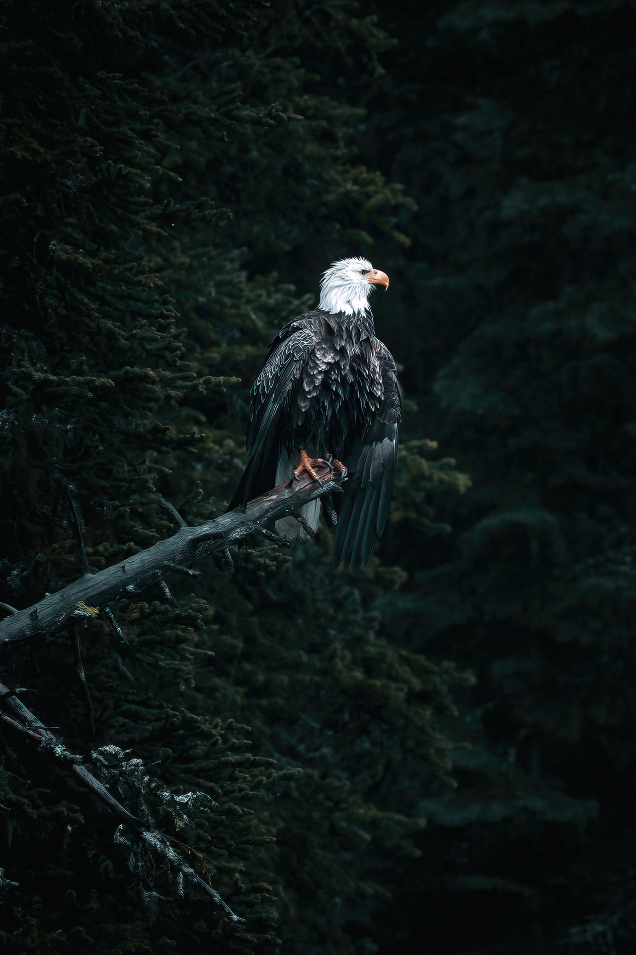 Bald Eagle