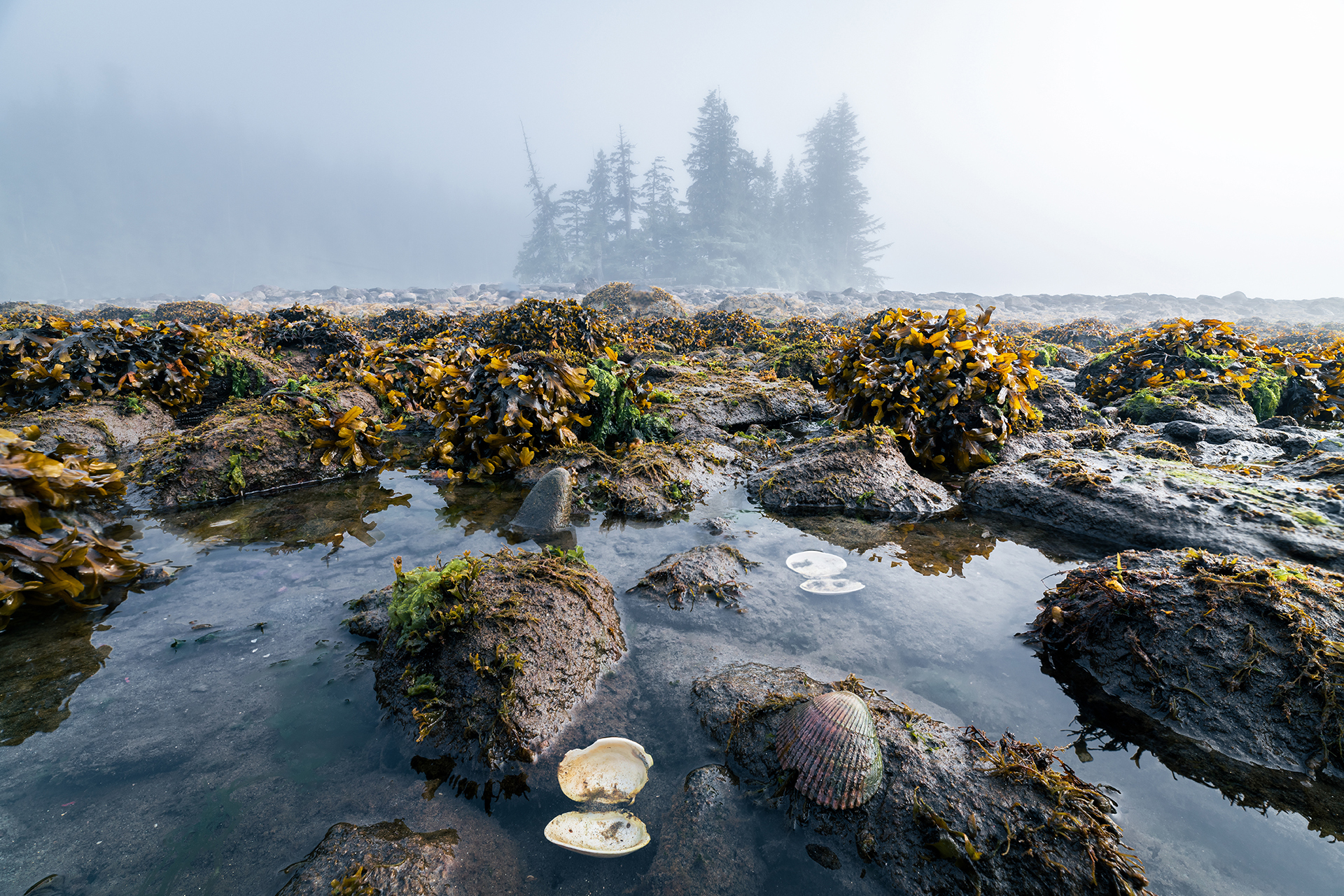 Seashells in Prince Rupert