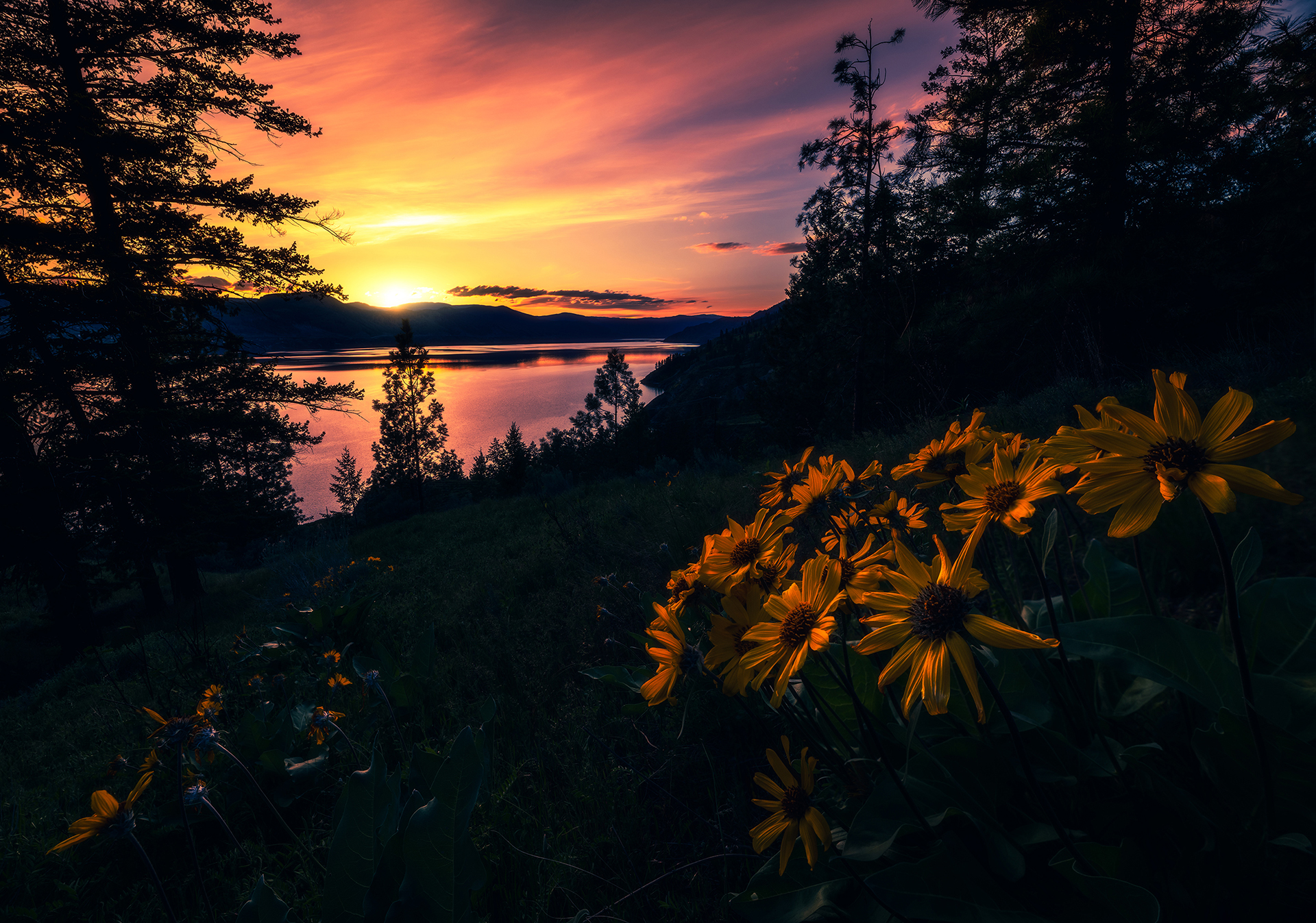 sunset-flowers-naramata