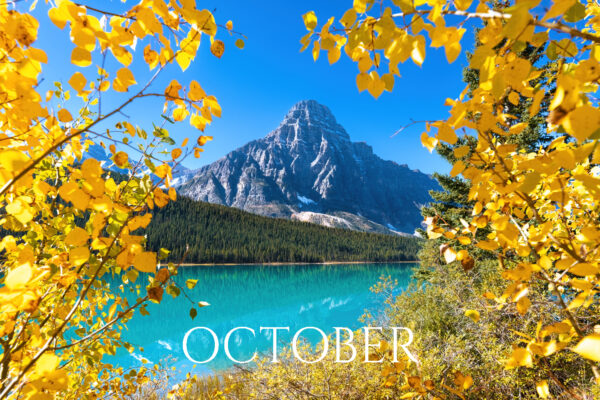 cephronfall_WEBSITE cephronfall_WEBSITE