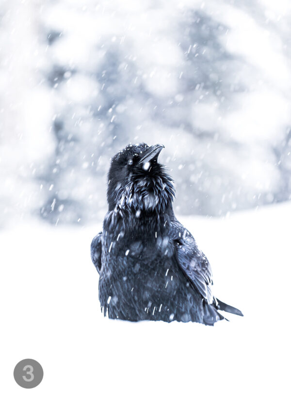 ravenprint ravenprint